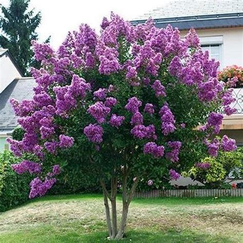 Purple nagic crape myrtle tree